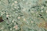 Polished Rainforest Jasper (Rhyolite) Slab - Australia #221932-1